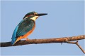 Certains d'entre vous auriont reconnu le perchoir ........ MARTIN PECHEUR
OISEAUX
ALCEDINIDAE

Photographie de faune sauvage
Que-nature-vive

Daniel Trinquecostes 