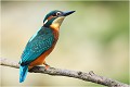 Bien dissimulé dans la végétation au bord d'une charmante petite rivière ariègeoise , la flèche bleue se pose quelques instants .... MARTIN PECHEUR
OISEAUX
ALCEDINIDAE

Photographie de faune sauvage
Que-nature-vive

Daniel Trinquecostes 