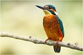  MARTIN PECHEUR
OISEAUX
ALCEDINIDAE

Photographie de faune sauvage
Que-nature-vive

Daniel Trinquecostes 