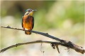  MARTIN PECHEUR
OISEAUX
ALCEDINIDAE

Photographie de faune sauvage
Que-nature-vive

Daniel Trinquecostes 