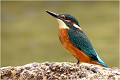 Aussi surprenant que cela puisse paraître il ne dédaigne pas se poser à même le sol ! MARTIN PECHEUR
OISEAUX
ALCEDINIDAE

Photographie de faune sauvage
Que-nature-vive

Daniel Trinquecostes 