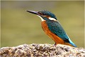  MARTIN PECHEUR
OISEAUX
ALCEDINIDAE

Photographie de faune sauvage
Que-nature-vive

Daniel Trinquecostes 