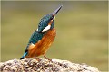 On se demande bien ce qu'il peut guetter comme cela en regardant le ciel ! MARTIN PECHEUR
OISEAUX
ALCEDINIDAE

Photographie de faune sauvage
Que-nature-vive

Daniel Trinquecostes 