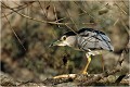 Ce héron trappu se tient au coeur des arbres, bien dissimulé dans les branches basses denses et près de l'eau.Il est fréquent qu'il see trouve en compagnie d'autres congénères. HERON BIHOREAU GRIS
ARDEIDAE
Oiseau
Photographie de faune sauvage

Que-nature-vive
Daniel TRINQUECOSTES 