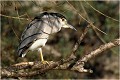  HERON BIHOREAU GRIS
ARDEIDAE
Oiseau
Photographie de faune sauvage

Que-nature-vive
Daniel TRINQUECOSTES 