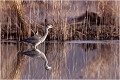 Le héron aime à pecher dans les eaux mi profondes , en bordure des roselières. HERON CENDRE 
OISEAUX
Ardéidés
Que-nature-vive
Photographie de faune sauvage

Daniel TRINQUECOSTES 