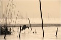 Ce héron par un petit matin glacial semble perdu sur l'eau gelée du marais.....je trouve que l'ambiance est tout à fait paticulière et même si cette photo est ancienne ( 1990 ) et avec les possibilités techniques de l'époque j'y suis très attaché. HERON CENDRE 
OISEAUX
Ardéidés
Que-nature-vive
Photographie de faune sauvage

Daniel TRINQUECOSTES 