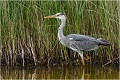 Héron en chasse en bordure de roselière.
Photo réalisée à TEXEL en 2008. HERON CENDRE 
OISEAUX
Ardéidés
Que-nature-vive
Photographie de faune sauvage

Daniel TRINQUECOSTES 