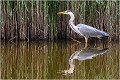 Le héron en chasse se déplace très lentement .Cette photo illustre sa façon de marcher et on peut apercevoir sa patte droite sortant tout doucement de l'eau pour ne pas créer de remous qui dérangerait les proies éventuelles . HERON CENDRE 
OISEAUX
Ardéidés
Que-nature-vive
Photographie de faune sauvage

Daniel TRINQUECOSTES 