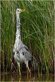 Dressé comme sur cette image c'est un oiseau assez grand.
Il mesure entre 84 et 102 cms de long pour une envergure de 107 à 143 cms. HERON CENDRE 
OISEAUX
Ardéidés
Que-nature-vive
Photographie de faune sauvage

Daniel TRINQUECOSTES 