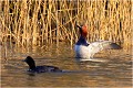  FULIGULE MILOUIN
OISEAUX
ANATINES
Photographie de Faune sauvage
Que-nature-vive
Daniel TRINQUECOSTES 