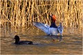 FULIGULE MILOUIN
OISEAUX
ANATINES
Photographie de Faune sauvage
Que-nature-vive
Daniel TRINQUECOSTES 