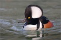 Voici un oiseau extrèmement rare en Europe occidentale. Les spécialistes considèrent que les observations faites en France ou en Europe continentale sont le fait d' oiseaux qui se seraient échappés.Cet oiseau est originaired'Amérique du nord.Celui ci a été photographié en 2009 sur l'Oise au nord est de Paris.Il se portait parfaitement bien, n'était pas éjointé et se promenait au beau milieu d' une centaine d'anatidés !
Un vrai bonheur ! HARLE COURONNE
Anatidés
Oiseaux
Photographie de faune sauvage

Que-nature-vive
Daniel TRINQUECOSTES 