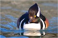  HARLE COURONNE
Anatidés
Oiseaux
Photographie de faune sauvage

Que-nature-vive
Daniel TRINQUECOSTES 