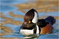  HARLE COURONNE
Anatidés
Oiseaux
Photographie de faune sauvage

Que-nature-vive
Daniel TRINQUECOSTES 