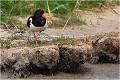 Limicole vivant à proximité des côtes basses, des prairies et des champs qui en sont proches.Il est grand (39 à 44 cms ) trapu avec un bec rouge orangé long et fort. HUITRIER PIE 
Limicole 
Oiseaux
Photographie de faune sauvage
Que-nature-vive
Daniel TRINQUECOSTES 