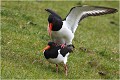 Accouplement HUITRIER PIE 
Limicole 
Oiseaux
Photographie de faune sauvage
Que-nature-vive
Daniel TRINQUECOSTES 
