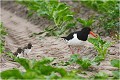 Promenade en famille HUITRIER PIE 
Limicole 
Oiseaux
Photographie de faune sauvage
Que-nature-vive
Daniel TRINQUECOSTES 