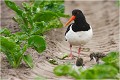 Poussins sous haute surveillance ! HUITRIER PIE 
Limicole 
Oiseaux
Photographie de faune sauvage
Que-nature-vive
Daniel TRINQUECOSTES 