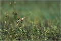 Voici un blongios nain mâle adulte.C'est un petit héron ( 33 à 38 cms ) qui fréquente les roselières.C'est un visiteur d'été qui arrive généralement en avril et rapart début octobre ( environ ).Il construit un nid de roseaux, qu'il installe dans la plupart des cas au dessus de l'eau.Il se nourrit de la faune aquatique habituelle,poissons,grenouilles ou insectes.Il hiverne en Afrique BLONGIOS NAIN
ARDEIDES
OISEAUX
Photographie de faune sauvage
Que-nature-vive
Daniel TRINQUECOSTES 