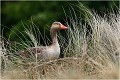  OIE CENDREE
Anatidé
Palmipède
Oiseaux
Photographie de faune sauvage
Que-nature-vive
Daniel TRINQUECOSTES 