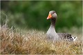  OIE CENDREE
Anatidé
Palmipède
Oiseaux
Photographie de faune sauvage
Que-nature-vive
Daniel TRINQUECOSTES 
