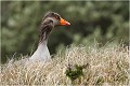 Courant d'air daus les hautes herbes à Texel . OIE CENDREE
Anatidé
Palmipède
Oiseaux
Photographie de faune sauvage
Que-nature-vive
Daniel TRINQUECOSTES 