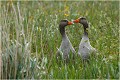 Le coeur amoureux ......( Texel 2008 ) ou les prémices de l'amour ! OIE CENDREE
Anatidé
Palmipède
Oiseaux
Photographie de faune sauvage
Que-nature-vive
Daniel TRINQUECOSTES 