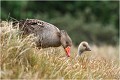 L'attente n'a pas été vaine et la suite heureuse .... OIE CENDREE
Anatidé
Palmipède
Oiseaux
Photographie de faune sauvage
Que-nature-vive
Daniel TRINQUECOSTES 