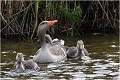 Les premiers ébats aquatiques ..... OIE CENDREE
Anatidé
Palmipède
Oiseaux
Photographie de faune sauvage
Que-nature-vive
Daniel TRINQUECOSTES 