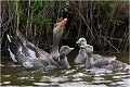 Dans les marais et canaux de Texel. OIE CENDREE
Anatidé
Palmipède
Oiseaux
Photographie de faune sauvage
Que-nature-vive
Daniel TRINQUECOSTES 