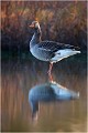 Soleil couchant à Mazères ( Ariège ) OIE CENDREE
Anatidé
Palmipède
Oiseaux
Photographie de faune sauvage
Que-nature-vive
Daniel TRINQUECOSTES 