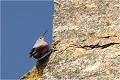  TICHODROME ECHELETTE
Tichodromadidés
OISEAUX
PHOTOGRAPHIE DE FAUNE SAUVAGE ET DE NATURE

que-nature-vive

Daniel TRINQUECOSTES 