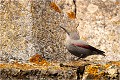  TICHODROME ECHELETTE
Tichodromadidés
OISEAUX
PHOTOGRAPHIE DE FAUNE SAUVAGE ET DE NATURE

que-nature-vive

Daniel TRINQUECOSTES 