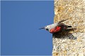  TICHODROME ECHELETTE
Tichodromadidés
OISEAUX
PHOTOGRAPHIE DE FAUNE SAUVAGE ET DE NATURE

que-nature-vive

Daniel TRINQUECOSTES 