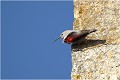  TICHODROME ECHELETTE
Tichodromadidés
OISEAUX
PHOTOGRAPHIE DE FAUNE SAUVAGE ET DE NATURE

que-nature-vive

Daniel TRINQUECOSTES 