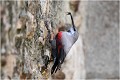  TICHODROME ECHELETTE
Tichodromadidés
OISEAUX
PHOTOGRAPHIE DE FAUNE SAUVAGE ET DE NATURE

que-nature-vive

Daniel TRINQUECOSTES 