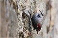  TICHODROME ECHELETTE
Tichodromadidés
OISEAUX
PHOTOGRAPHIE DE FAUNE SAUVAGE ET DE NATURE

que-nature-vive

Daniel TRINQUECOSTES 