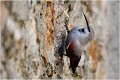  TICHODROME ECHELETTE
Tichodromadidés
OISEAUX
PHOTOGRAPHIE DE FAUNE SAUVAGE ET DE NATURE

que-nature-vive

Daniel TRINQUECOSTES 