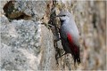 Sur cette série on peut percevoir une des techniques de nourrissage de l'oiseau qui recherche sa nourriture dans les enfractuosités entre les pierres . TICHODROME ECHELETTE
Tichodromadidés
OISEAUX
PHOTOGRAPHIE DE FAUNE SAUVAGE ET DE NATURE

que-nature-vive

Daniel TRINQUECOSTES 