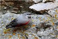  TICHODROME ECHELETTE
Tichodromadidés
OISEAUX
PHOTOGRAPHIE DE FAUNE SAUVAGE ET DE NATURE

que-nature-vive

Daniel TRINQUECOSTES 