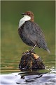  CINCLE PLONGEUR 
Oiseau
PHOTOGRAPHIE  NATURE et faune sauvage

Que nature vive 

Daniel TRINQUECOSTES 