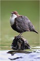  CINCLE PLONGEUR 
Oiseau
PHOTOGRAPHIE  NATURE et faune sauvage

Que nature vive 

Daniel TRINQUECOSTES 