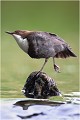  CINCLE PLONGEUR 
Oiseau
PHOTOGRAPHIE  NATURE et faune sauvage

Que nature vive 

Daniel TRINQUECOSTES 