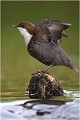  CINCLE PLONGEUR 
Oiseau
PHOTOGRAPHIE  NATURE et faune sauvage

Que nature vive 

Daniel TRINQUECOSTES 