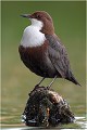  CINCLE PLONGEUR 
Oiseau
PHOTOGRAPHIE  NATURE et faune sauvage

Que nature vive 

Daniel TRINQUECOSTES 