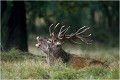  Parc de DYREHAVEN .Brame 1997.
Cerf au brame.
Dyrehaven 1997
Mammifère.
Cerf élaphe.Cervus élaphus.
Photographie de faune sauvage.
Daniel TRINQUECOSTES
Que nature vive 