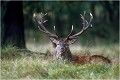  Parc de DYREHAVEN .Brame 1997.
Cerf au brame.
Dyrehaven 1997
Mammifère.
Cerf élaphe.Cervus élaphus.
Photographie de faune sauvage.
Daniel TRINQUECOSTES
Que nature vive 