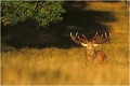  Parc de DYREHAVEN .Brame 1997.
Cerf au brame.
Dyrehaven 1997
Mammifère.
Cerf élaphe.Cervus élaphus.
Photographie de faune sauvage.
Daniel TRINQUECOSTES
Que nature vive 