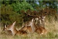  Parc de DYREHAVEN .Brame 1997.
Cerf au brame.
Dyrehaven 1997
Mammifère.
Cerf élaphe.Cervus élaphus.
Photographie de faune sauvage.
Daniel TRINQUECOSTES
Que nature vive 